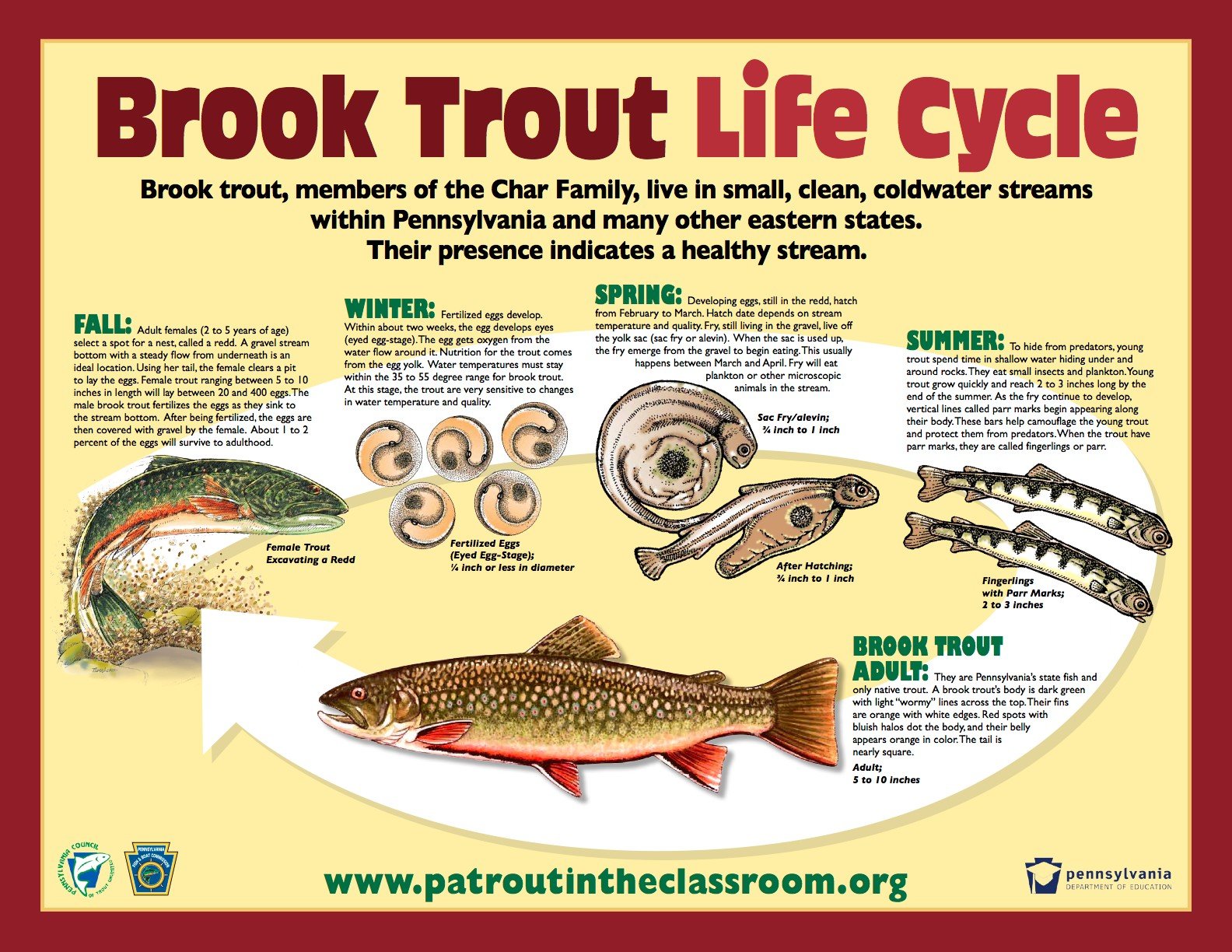 Young of Year Trout?  The North American Fly Fishing Forum