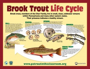 Trout-Life-Cycle